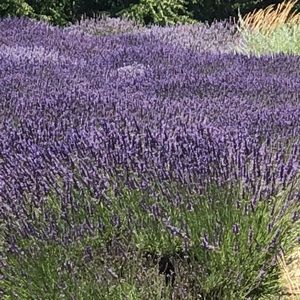 Meet your Posher, Rena